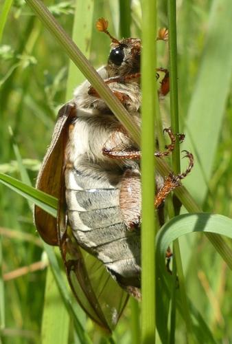 Melolontha sp.